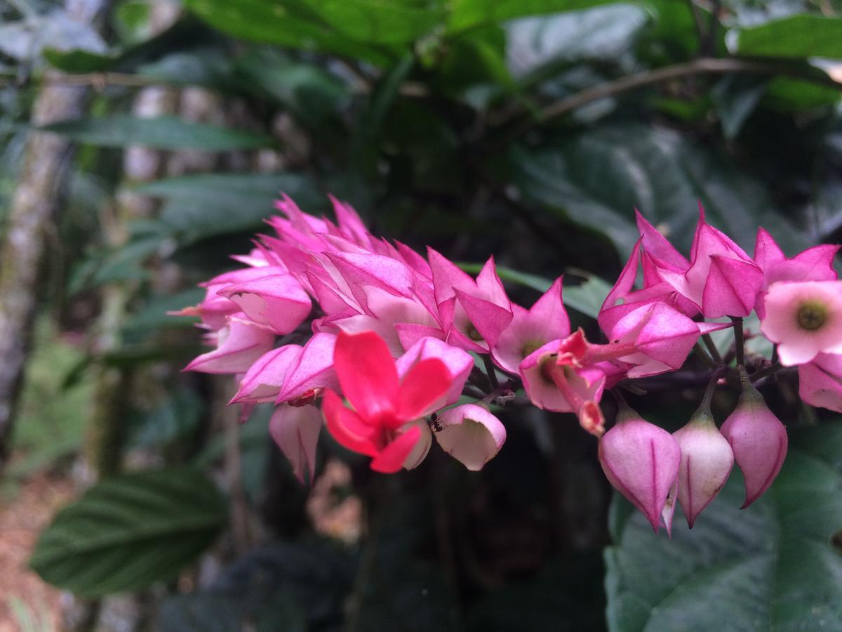 Hacienda Herrera Tambopata Puerto Maldonado Luaran gambar